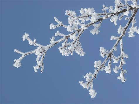Winter Frost Branch Free Photo On Pixabay Pixabay