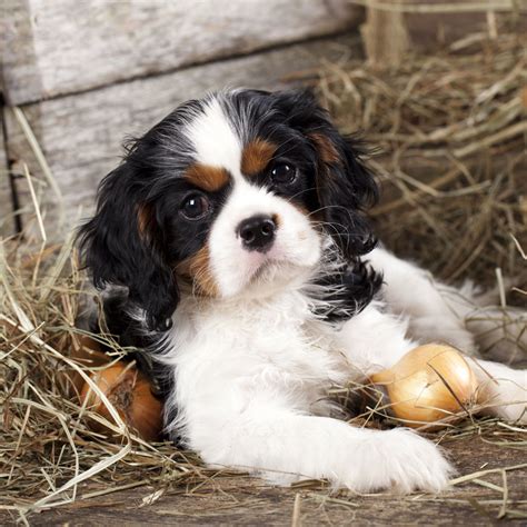 1 Cavalier King Charles Spaniel Puppies For Sale