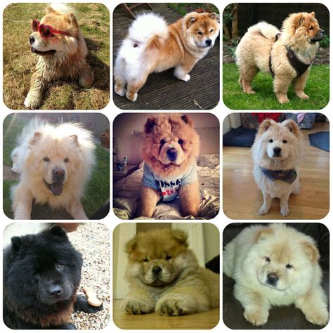 Chow Chow Big Fluffy Dog Breeds Dogs Of Days Summer