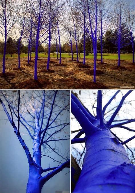 Konstantin Dimopoulos Blue Painted Trees Blue Tree Art Public Art