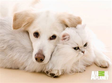 Dog And Cat Wallpapers Wallpaper Cave