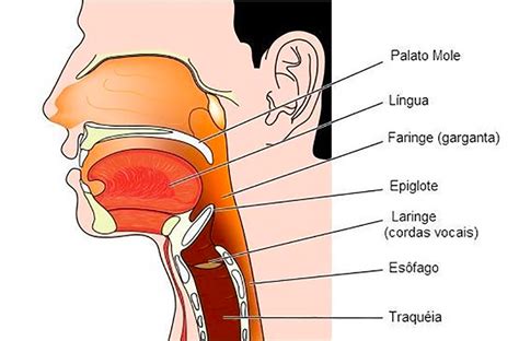 Digestão O Que é Função órgãos Processo Sistema Digestório