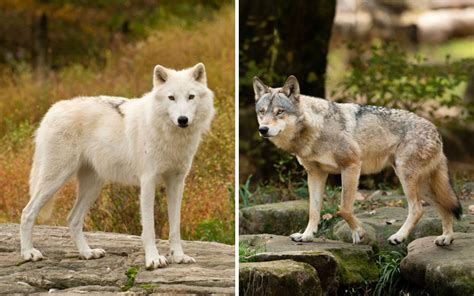 Arctic Wolf Vs Grey Wolf What Is The Difference 101 Animals