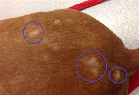 Bald Spots On Dog Tail Leg Back 9 Causes And Treatment Dogs Cats