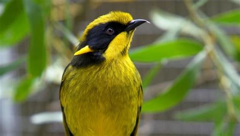 The Helmeted Honeyeater Is The Only Bird Species Found Exclusively In