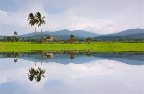 Weerspiegeling Van Een Landelijk Landschap In Kota Marudu Sabah Oost