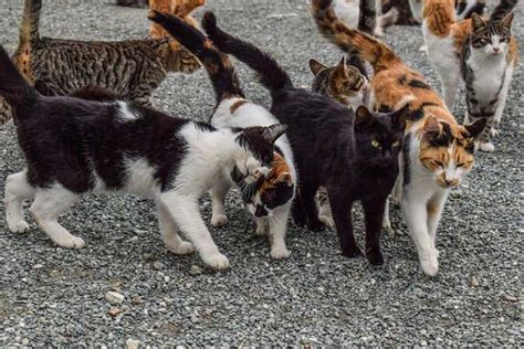 How To Tell If A Cat Is Feral 6 Things To Look For Wildlife Informer
