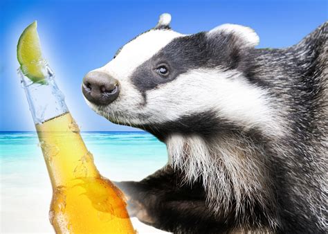Beach Beer Badger Poland Animal Has Wisconsin Like