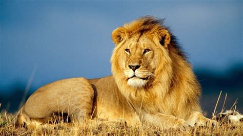 Petition · Act Now To Save Lions Facing Extinction ·