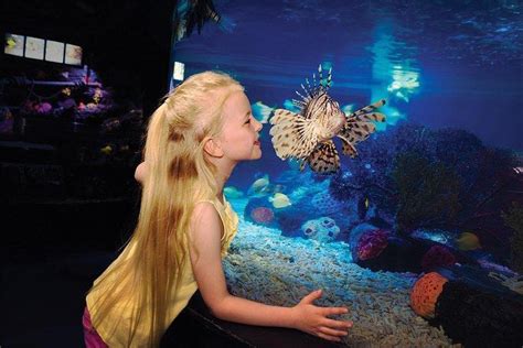The Best Sea Life San Diego Aquarium Tours And Tickets 2021 Viator