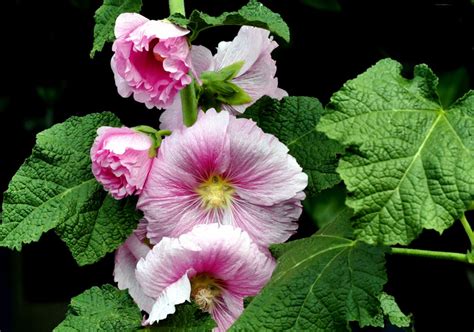 How To Grow Hollyhock Growing And Caring Hollyhocks Naturebring