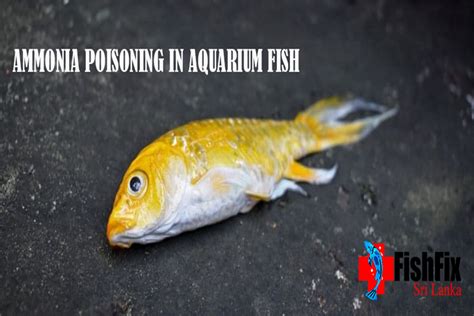 Ammonia Poisoning In Aquarium Fish 2022 Fishfix Srilanka