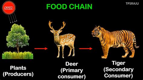 Tiger Food Web