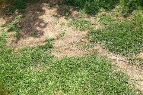 How to treat your own grass. How to Identify & Treat Lawn Grub Infestations » Rosemount Turf