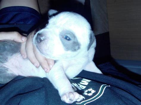 Bloodlines are eli/colby and royale. Beautiful XL blue nose pitbull puppies for Sale in Bay ...