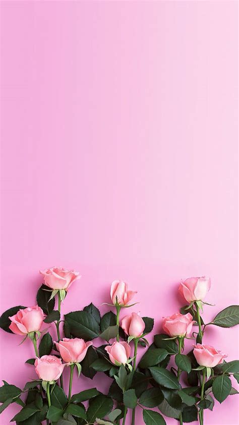 Pink Roses Download More Floral Iphone Wallpapers At