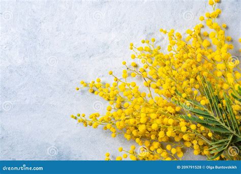A Bouquet Of Yellow Mimosa Flowers Lies On The Light Concrete