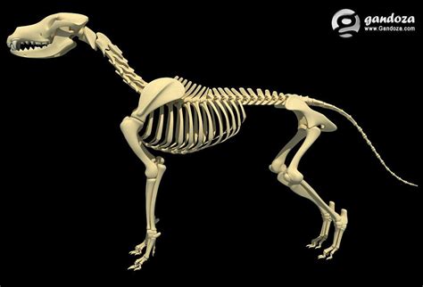 Dogs Dog Skeleton By Gandoza Dog Anatomy Animal Anatomy 3d Skeleton