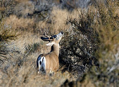The natural (definition of habitat from the cambridge advanced learner's dictionary & thesaurus © cambridge. Habitats - Hanford Reach - U.S. Fish and Wildlife Service
