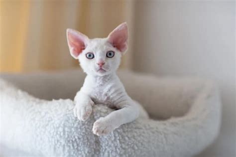 10 Razas De Gatos Blancos ¡con Fotos