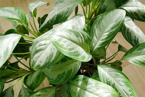 Dieffenbachia Varieties And Plant Care Tips