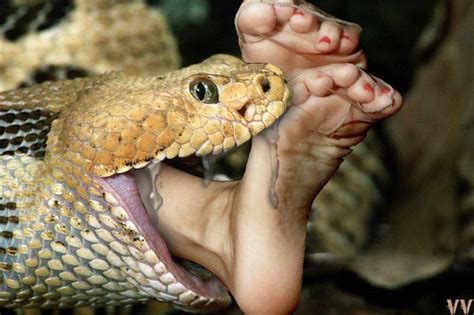 Snake Eating Human Alive