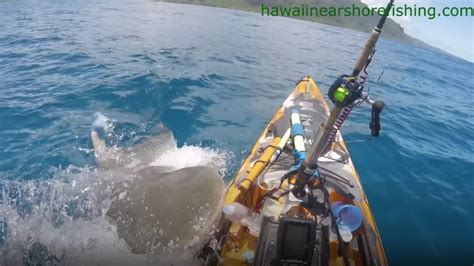 Video Shows Shark Attack Kayak Off Hawaii Shore