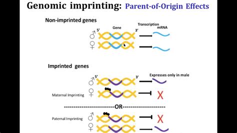 Genomic Imprinting Part 1 Youtube