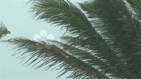 Palm Tree Storm Stock Footage Youtube