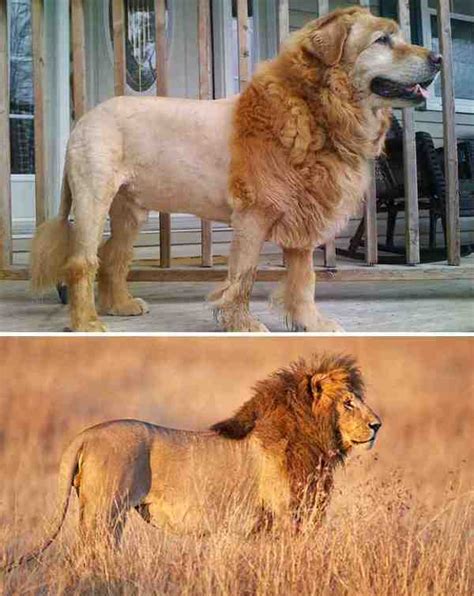 27 Unbelievably Accurate Dog Lookalikes That Will Give You Chills