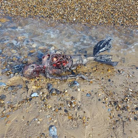 Martwa Syrenka Potwór Z Dredamimorskie Stworzenia Wyrzucone Na Plaże
