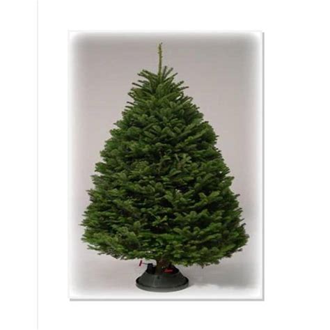 9 10 Ft Noble Fir Real Christmas Tree At