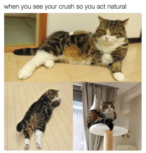 17 Memes That Will Make You Love Cats Even More