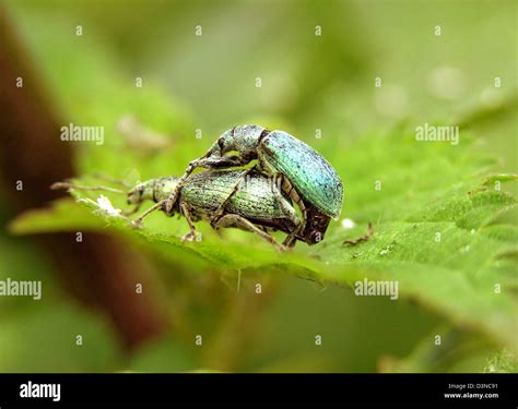 Human Interest Hum Nature Insect Leaf Germany Hi Res Stock Photography