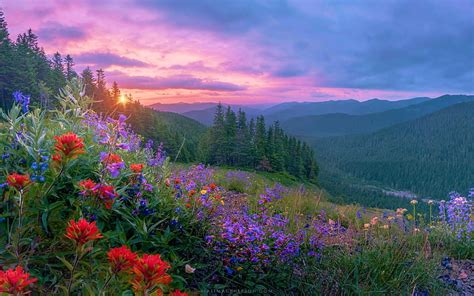 Wild Flowers And A Wild Sunset On Mount Hood Oregon Sky Usa