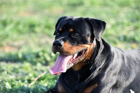 A Powerful Rottweiler In The Green Field Stock Photo Image Of Canine