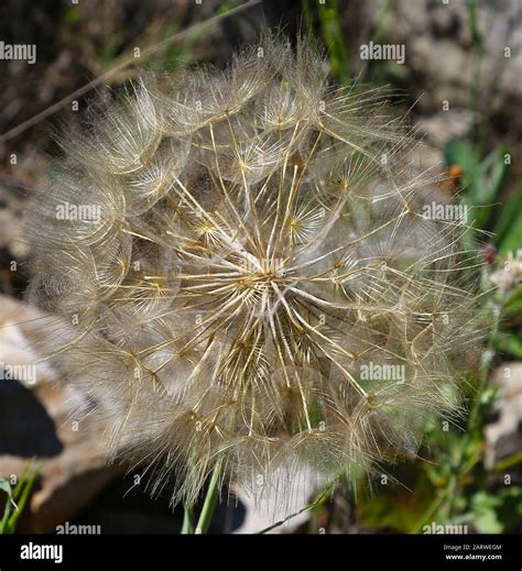 Seed Head Of A Goat S Beard Flower Also Known As Jack Go To Bed At