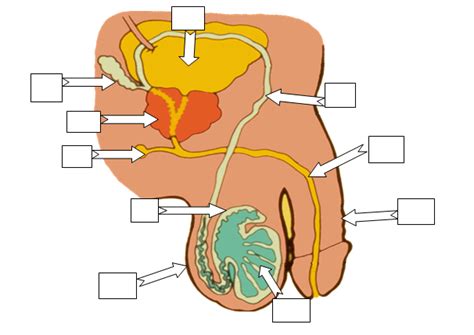 Male Anatomy Labeled This Diagram Contains The Important Parts Of The