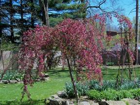 Weeping Crabapple Tree Malus X Royalty Beauty A Weeping