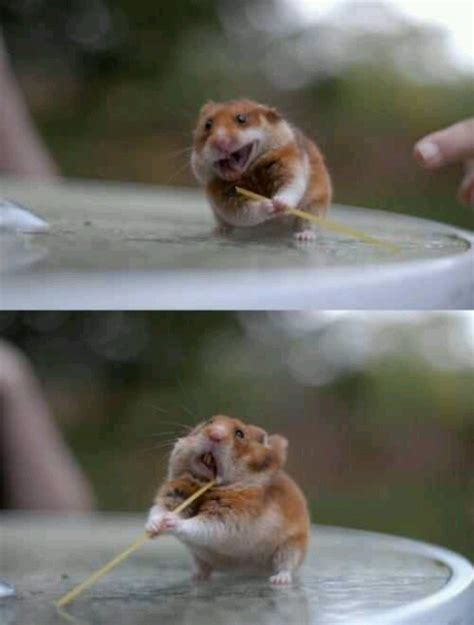 Funny Face Hamster Omg Cute Pinterest