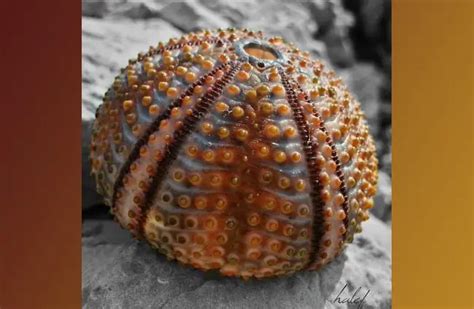 Sea Urchin Description Habitat Image Diet And Interesting Facts