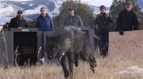 Colorado Parks And Wildlife Release 5 Wolves In Historic Reintroduction