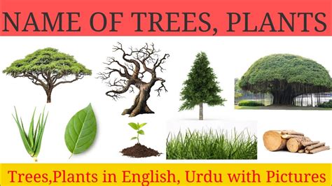 Name Of Trees And Plants In English And Urdu With Pictureshome Based