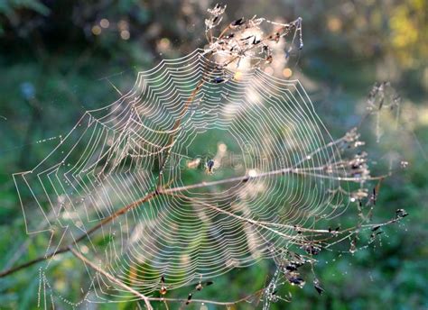 Spider Web With Dew Drops Stock Photo Image Of Detailed 76185478