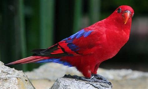 32 Amazingly Beautiful Red Animals You Need To See