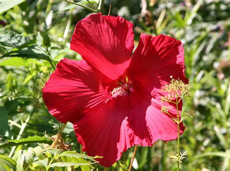 Giant Red Hibiscus Photo Hubert Steed Photos At