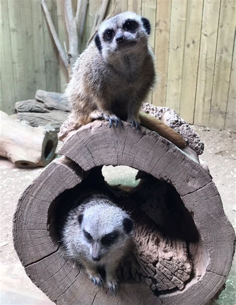 Our Meerkats Are Moving Were St Andrews Aquarium Facebook