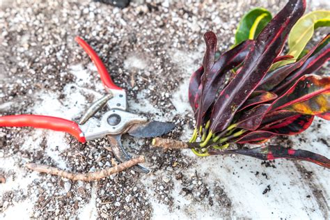 Croton is an extensive flowering plant genus in the spurge family, euphorbiaceae. Propagating Croton's from stem cuttings