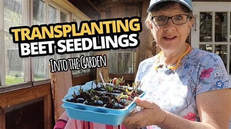 Transplanting Beet Seedlings Into The Garden Youtube