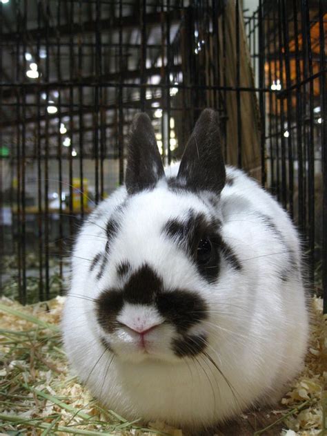 Polish Rabbit Breed Information And Pictures Rabbit